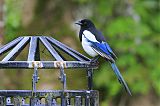 Eurasian Magpie